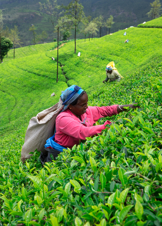 Nuwara Eliya,SRI LANKA - Mach 13 : Female tea picker in tea plantation in Mackwoods, Mach 13, 2017.tea industry.のeditorial素材