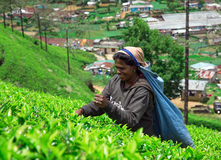 Nuwara Eliya,SRI LANKA - Mach 13 : Female tea picker in tea plantation in Mackwoods, Mach 13, 2017.tea industry.のeditorial素材