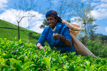 Nuwara Eliya,SRI LANKA - Mach 13 : Female tea picker in tea plantation in Mackwoods, Mach 13, 2017.tea industry.のeditorial素材