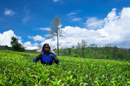 Nuwara Eliya,SRI LANKA - Mach 13 : Female tea picker in tea plantation in Mackwoods, Mach 13, 2017.tea industry.のeditorial素材