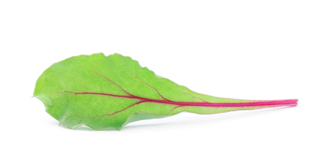 Leaf of salad isolated on white. Chardの写真素材