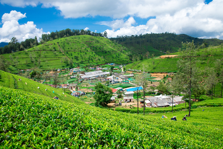 Tea plantation . Nature backgroundの写真素材