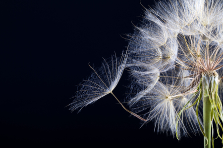 Dandelion seed in black .  Macro of nature.の写真素材