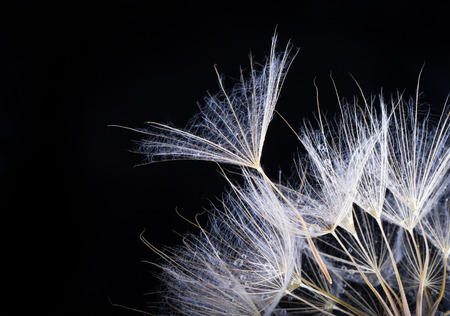 Dandelion seed in black .  Macro of nature.