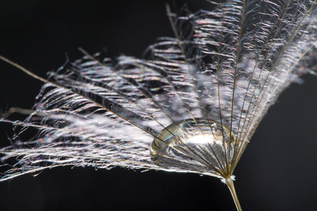  macro photo of dandelion seeds with water dropsの写真素材