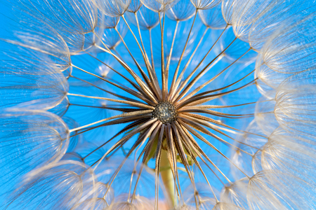dandelion flower background, extreme closeup. Big dandelion on natural background.の写真素材