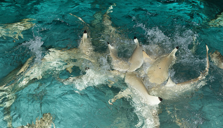 reef shark, shark swimming on the shoreの写真素材