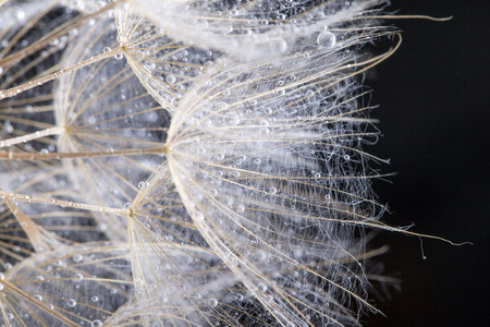 macro photo of dandelion seeds with water dropsの写真素材