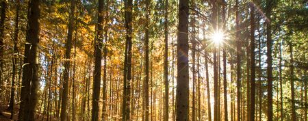 Autumn forest on sunny day