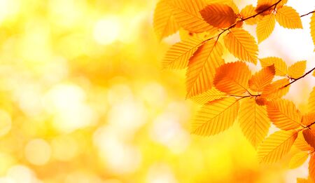 autumn leaves background in sunny day