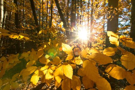 Autumn forest on sunny day . autumn leafの写真素材