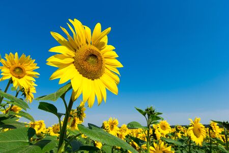 Sunflower field with cloudy blue skyの写真素材