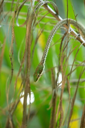 Rough Green Snake on Green Background - Ð˜Ð·Ð¾Ð±Ñ€Ð°Ð¶ÐµÐ½Ð¸Ðµ