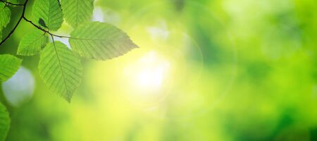 green leaves background in sunny day