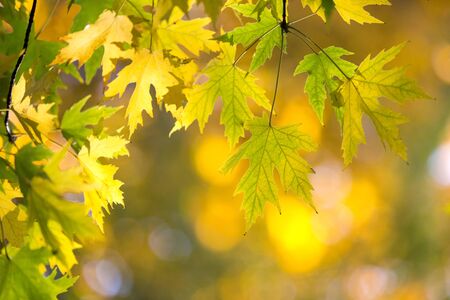 Autumn leaves on sunny day