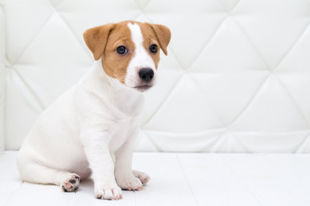 Puppy sitting on floor.  Jack russell terrierの写真素材