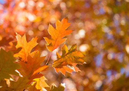 Autumn leaves. Colorful foliage in the park. Fall season concept. maple leaves with blurry blue...