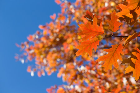 Autumn leaves. Colorful foliage in the park. Fall season concept. maple leaves with blurry blue...