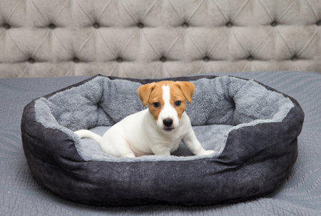 Jack Russell Terrier puppy  is chilling at home