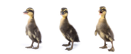 Cute little newborn fluffy duckling. One young duck isolated on a white background.の写真素材