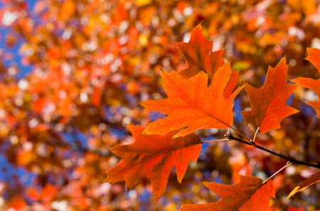 Autumn leaves. Colorful foliage in the park. Fall season concept. maple leaves with blurry blue...