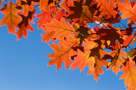 Autumn leaves. Colorful foliage in the park. Fall season concept. maple leaves with blurry blue...