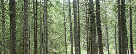 green Forest trees. nature green wood sunlight backgrounds