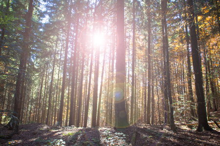 Autumn forest on sunny day . autumn leafの写真素材