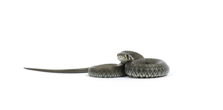 snake isolated on white backgroundの写真素材