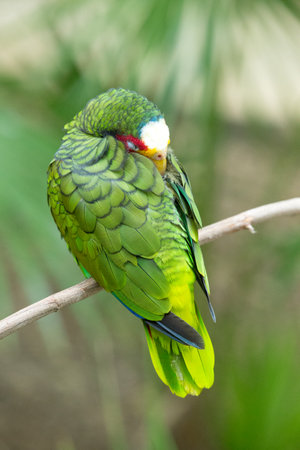 parrot bird sitting on the perchの写真素材