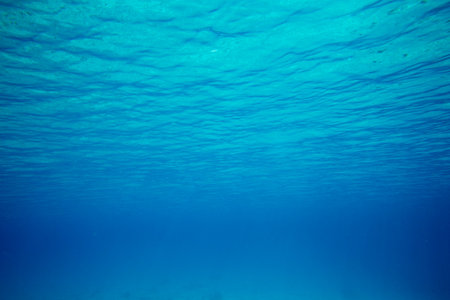 Tranquil underwater scene with copy spaceの写真素材
