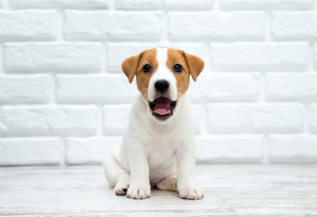 Puppy jack russell terrier. Dog sitting on wooden floor.の写真素材