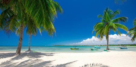 Palm and tropical beachの写真素材
