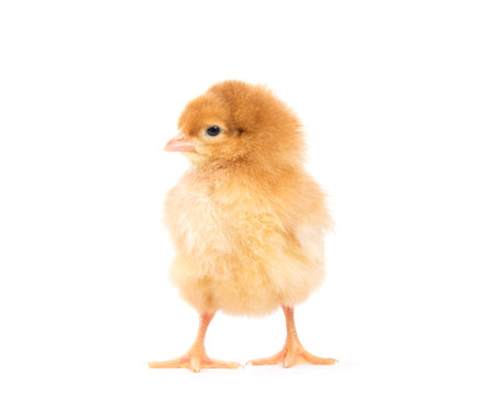 Little chicken isolated on whiteの写真素材