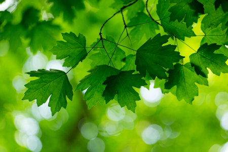 leaves green background in sunny dayの写真素材