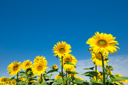 Sunflower field with cloudy blue skyの写真素材