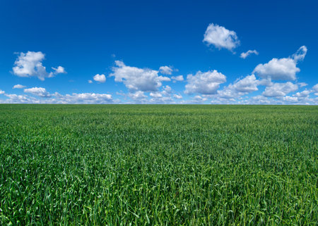 field of grass and perfect skyの写真素材