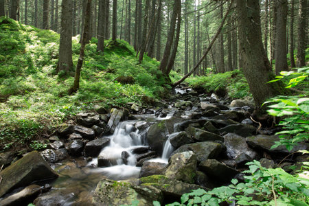 forest trees. nature green wood sunlight backgroundsの写真素材