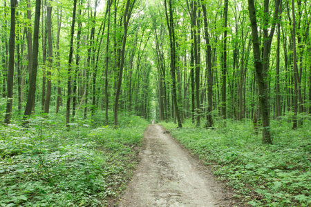 green Forest trees. nature green wood sunlight backgroundsの写真素材