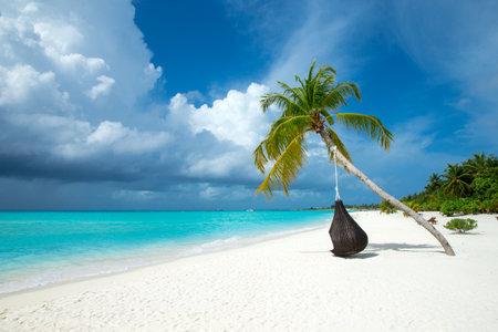 tropical Maldives island with white sandy beach and sea. palmの写真素材