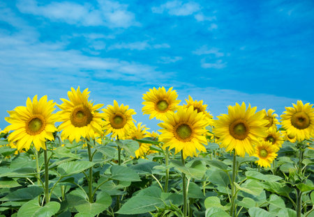 Sunflower field with cloudy blue skyの写真素材