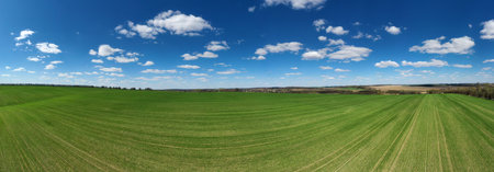 field of grass and perfect skyの写真素材