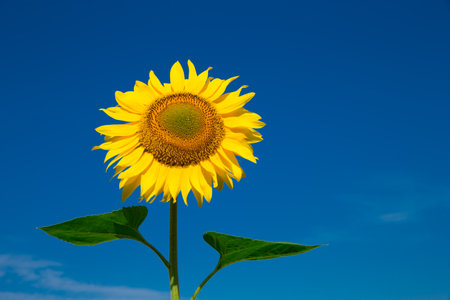 yellow sunflower over blue skyの写真素材