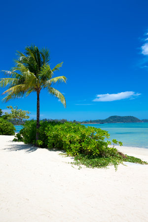 sand of beach caribbean sea. tropical seaの写真素材