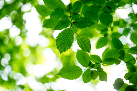 leaves green background in sunny dayの写真素材
