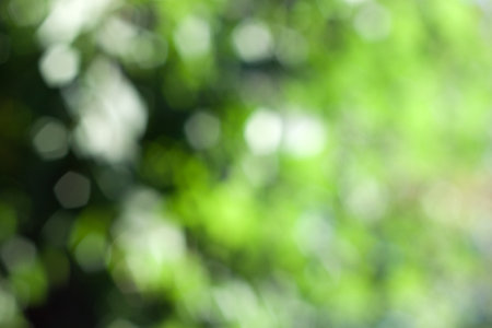 green bokeh from tree, green backgroundの写真素材