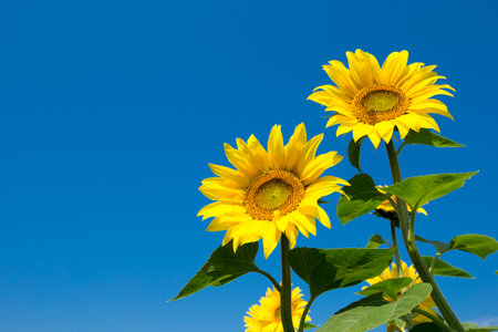 Sunflower field with cloudy blue skyの写真素材