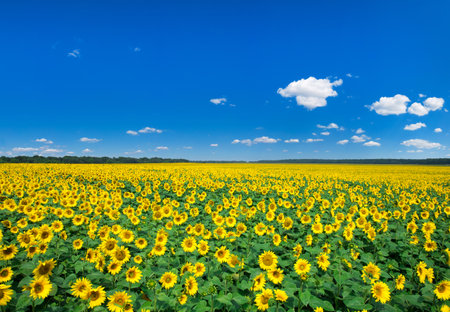 Sunflower field with cloudy blue skyの写真素材