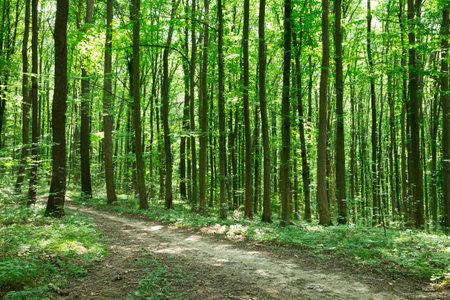 forest trees. nature green wood sunlight backgroundsの写真素材