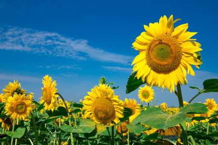 yellow sunflower over blue skyの写真素材
